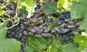 Prickig klibbig fluga attackerar vinstockar