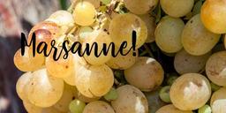 Prova druvan Marsanne från Rhônedalen!