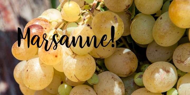 Prova druvan Marsanne från Rhônedalen! Prova druvan Marsanne från Rhônedalen!