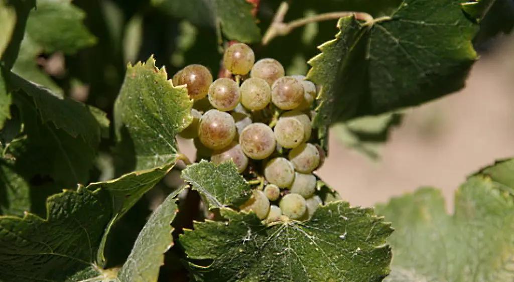 trendigt - gröna druvor