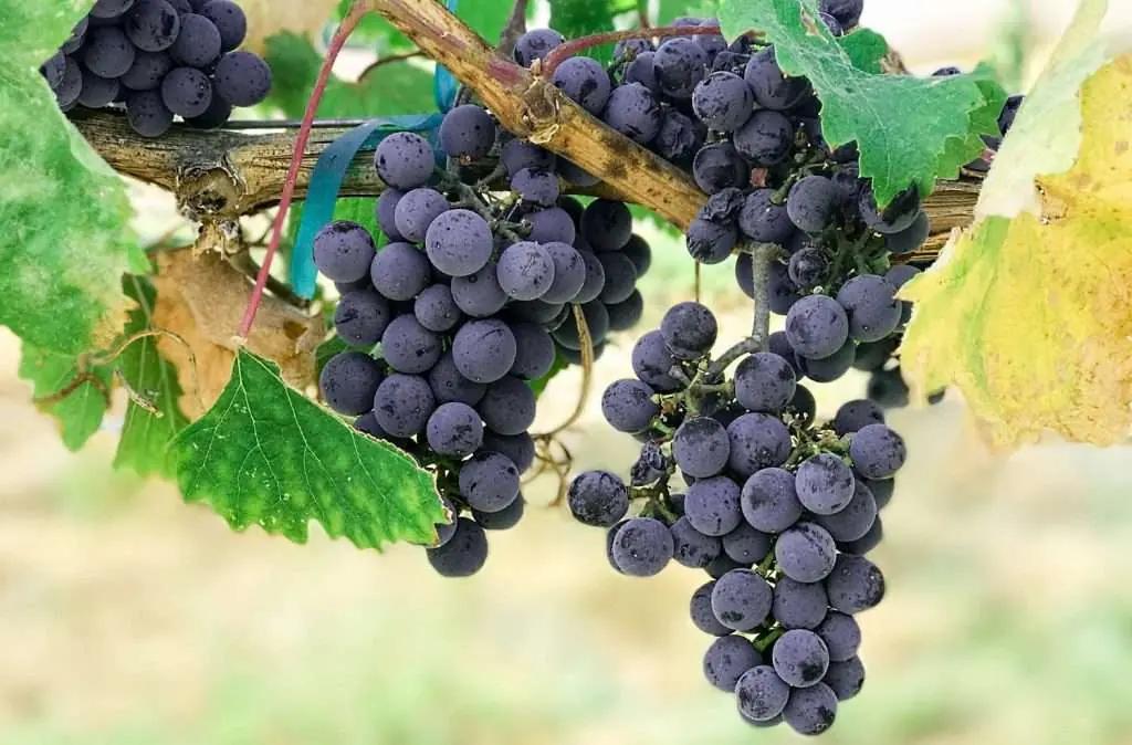 Vino Nobile - San Claudiop II och mörka druvor