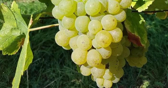 Escherndorfer Fürstenberg Silvaner Trocken - druvor