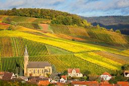 Pfalz – Tysklands nästa största vinregion