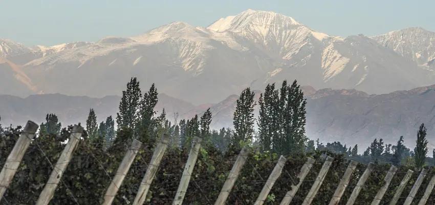 Malbec – Argentinas signaturdruva!