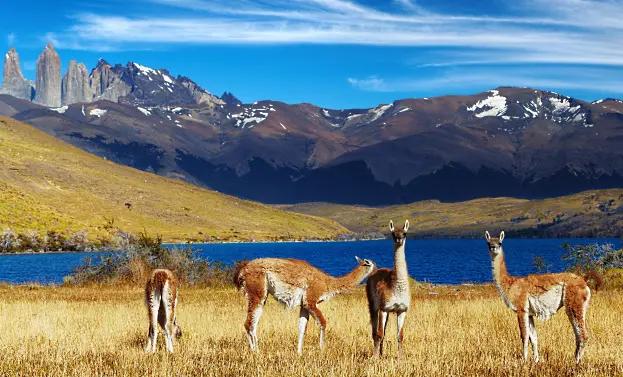 vinlandet-chile-naturreservat-Torres-del-Paine vinlandet-chile-naturreservat-Torres-del-Paine