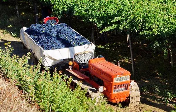 The Green Experience - i vingården lastas druvorna