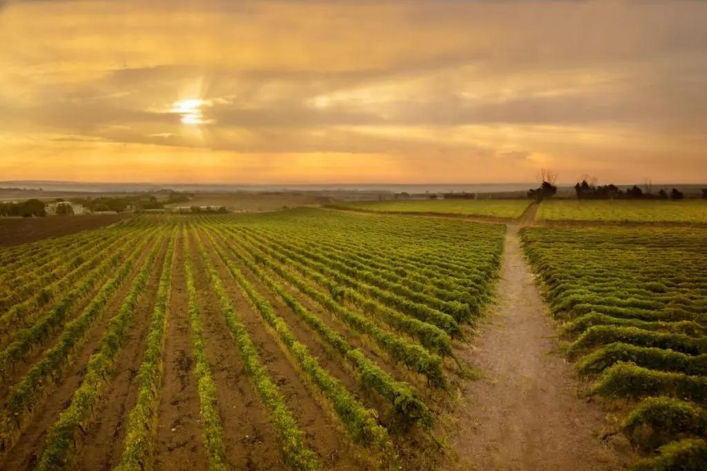 Vinregionen Puglia