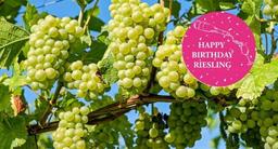 Druvan Riesling – en krävande dam fyller 586 år! Druvan Riesling – en krävande dam fyller 586 år!