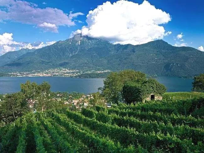 Terre Lariane - Cantine Angelinetta 2