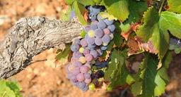 Hur gammal är en gammal vinstock?