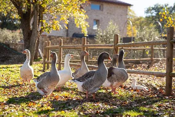 Chianti il Drago e la Fornace - änder på vingården