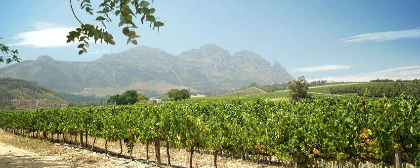 Druvan Chenin Blancs många ansikten – med vintips!