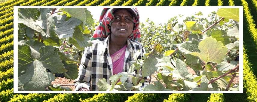 Fantastiska nya vinregioner på G!