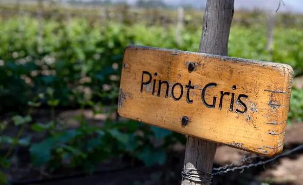 klonad druva - en skylt med texten Pinot Gris
