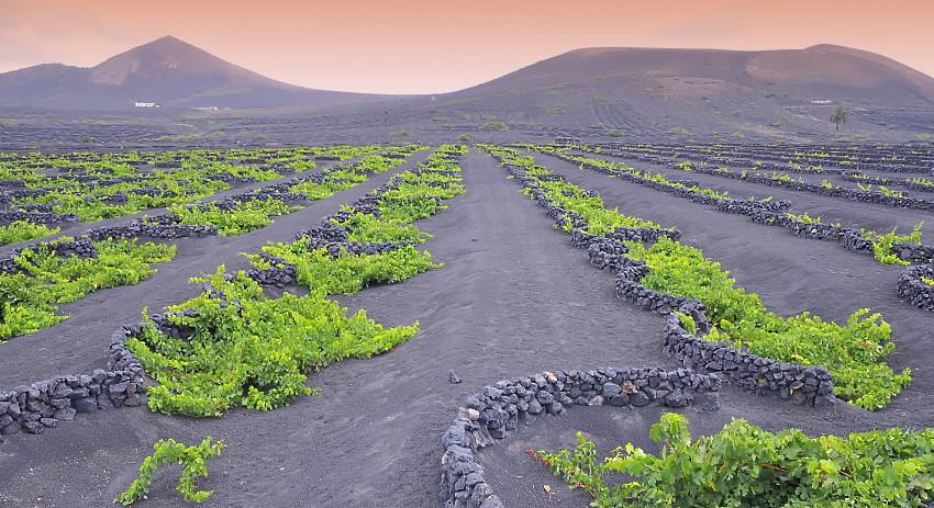 Viner från Kanarieöarna – Europas äldsta vinstockar! Viner från Kanarieöarna – Europas äldsta vinstockar!