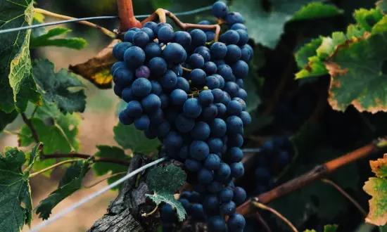 tanniner - en klase röda druvor