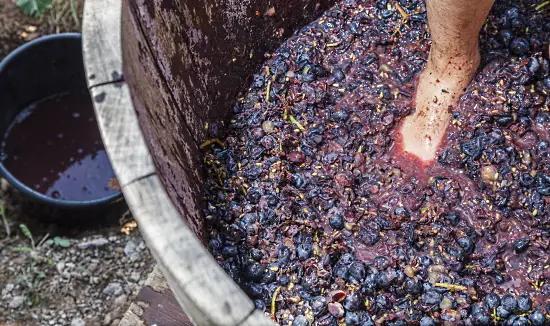 tanniner - fötter i vintunna