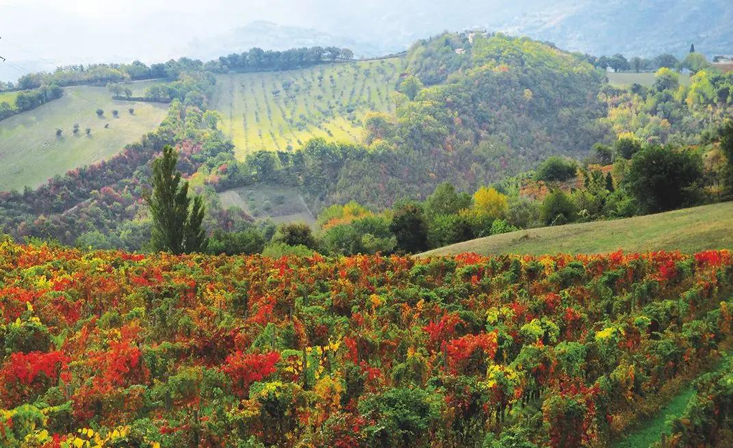 Terre Di Serrapetrona - Vinregionerna Central Marche och Lazio