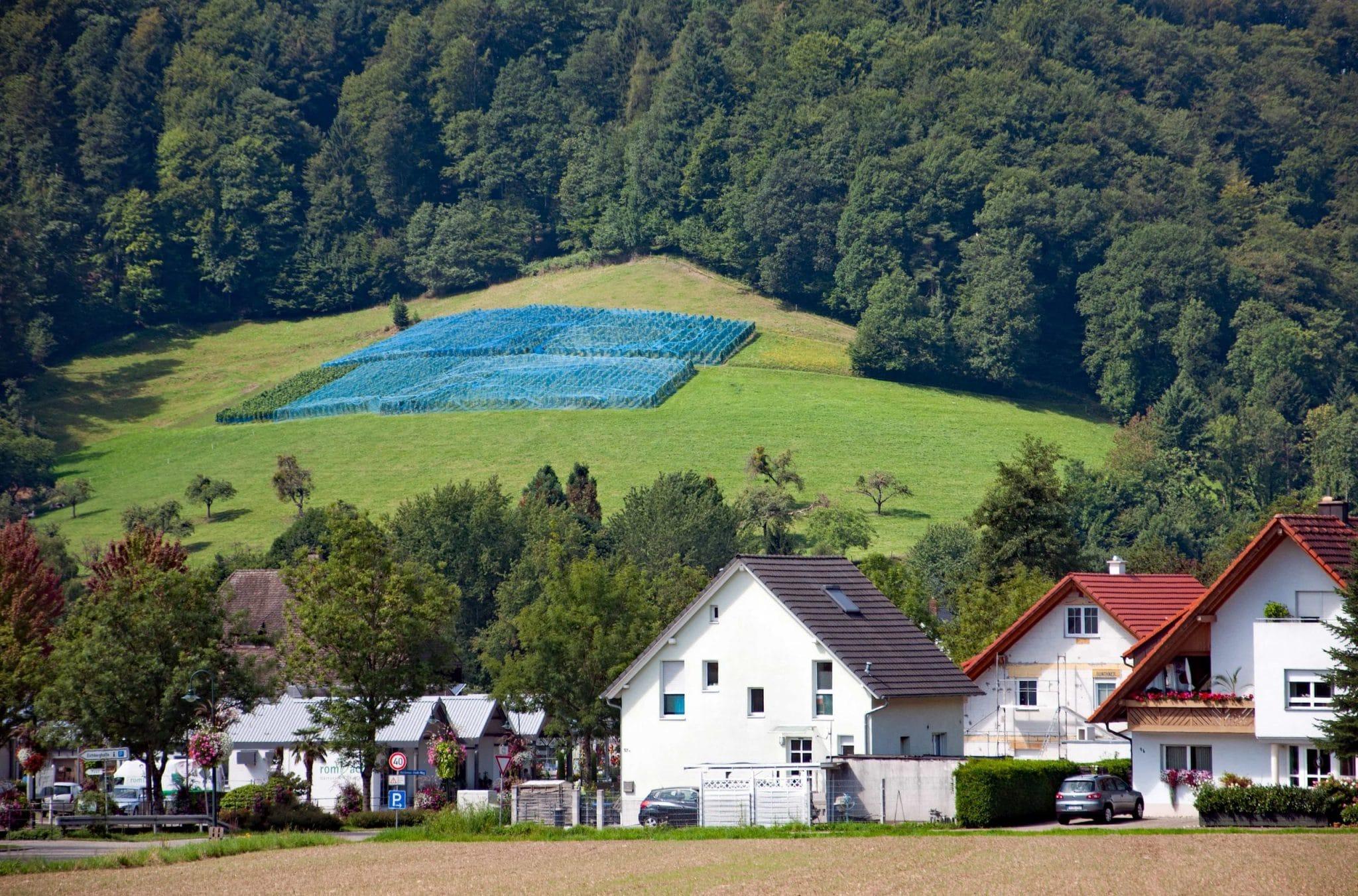 Baden – Vinregionen nära Svartskogen – Din insider guide till de bästa vingårdarna