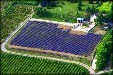 Tokaj och Villany – Ungerns äldsta och mest dynamiska vinregioner