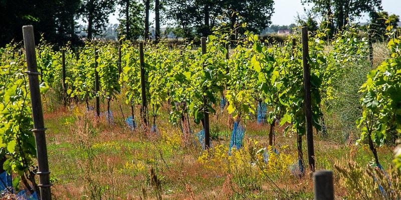 Gamla vinstockar – gör de någon skillnad åt vinet?