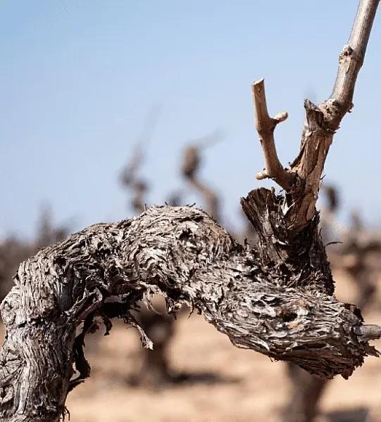 traditionella druvor - torr vinranka