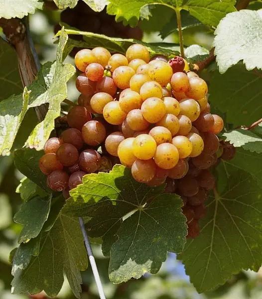 Viognier och Airén - en klase druvor