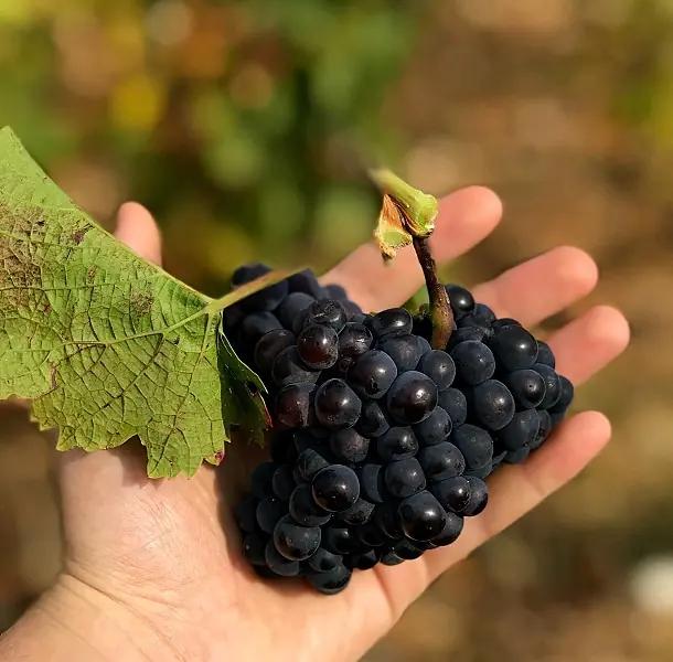 tysk Pinot Noir - en klase i handen