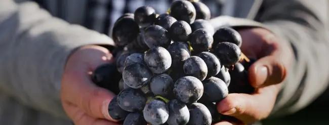 Bordeaux i ord och siffror