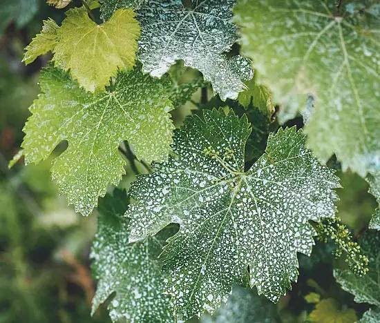 Mousserande italienska vintips inför julen!