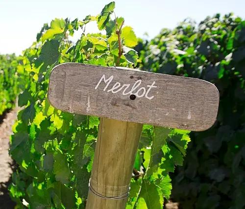 Coola grillviner – ladda inför en solig vår!