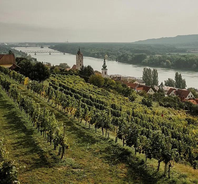 Österrikes röda viner