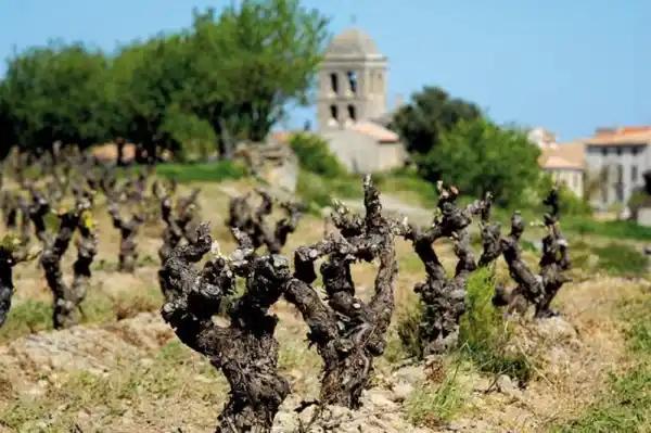 Château Maris: En pionjär inom hållbart vinmakeri i Minervois