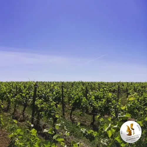 Château Clarisse: En familjevingård i hjärtat av Bordeaux