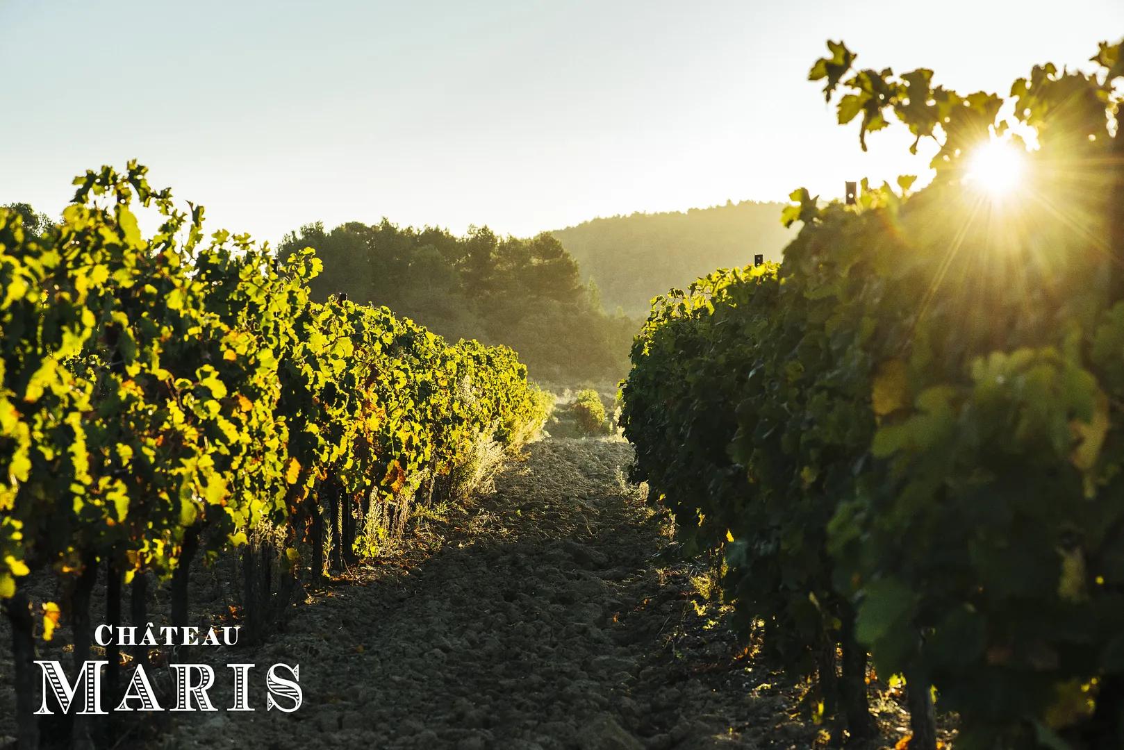 Château Maris: En pionjär inom hållbart vinmakeri i Minervois