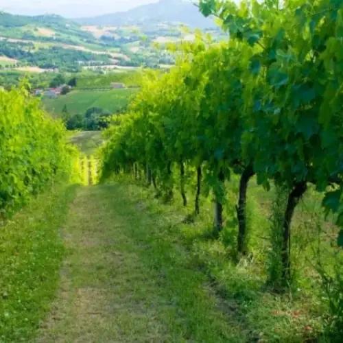 Azienda Agricola Biologica Sgaly di Tommaso Sgalippa: Naturens viskning bland kullarna Azienda Agricola Biologica Sgaly di Tommaso Sgalippa: Naturens viskning bland kullarna