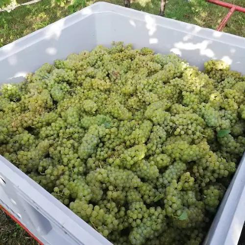 Azienda Agricola Biologica Sgaly di Tommaso Sgalippa: Naturens viskning bland kullarna Azienda Agricola Biologica Sgaly di Tommaso Sgalippa: Naturens viskning bland kullarna