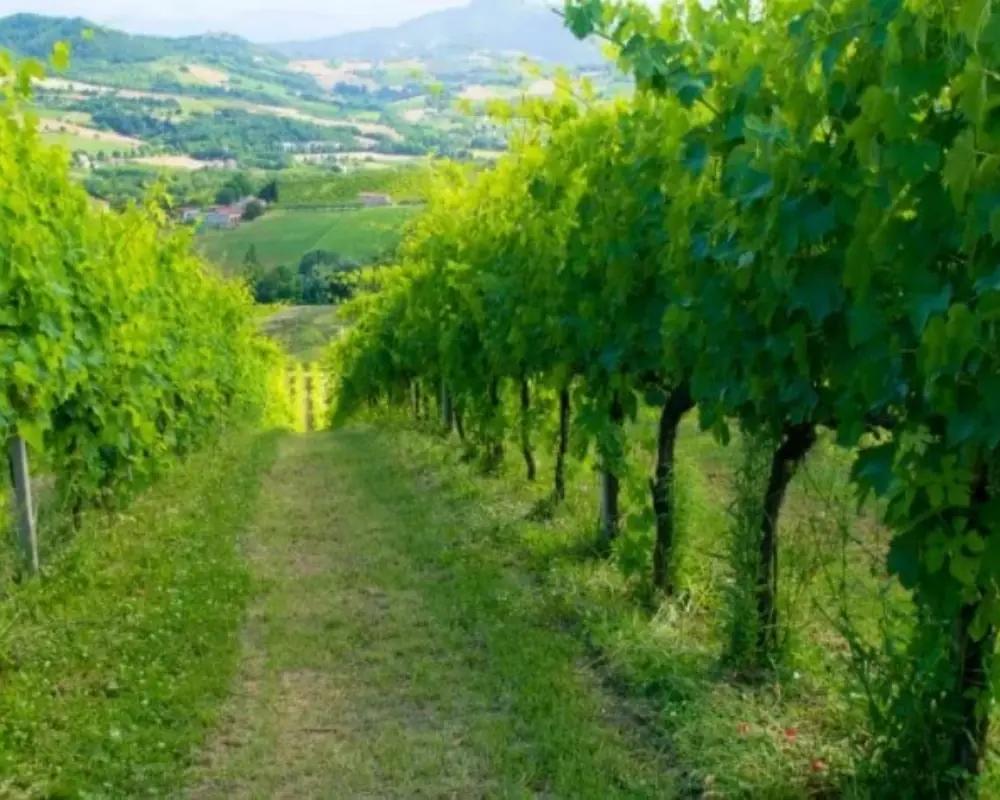 Azienda Agricola Biologica Sgaly di Tommaso Sgalippa: Naturens viskning bland kullarna Azienda Agricola Biologica Sgaly di Tommaso Sgalippa: Naturens viskning bland kullarna