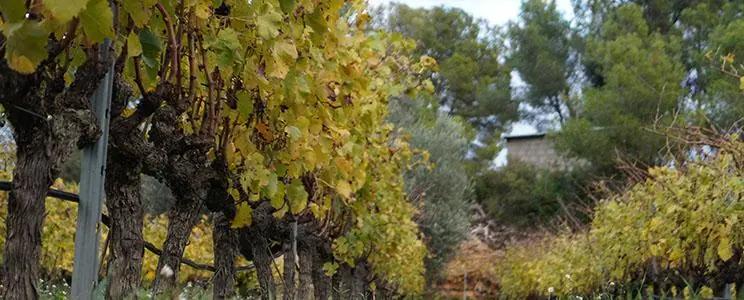 Biopaumerà: Ekologiskt vin med rötter i det katalanska landskapet Biopaumerà: Ekologiskt vin med rötter i det katalanska landskapet