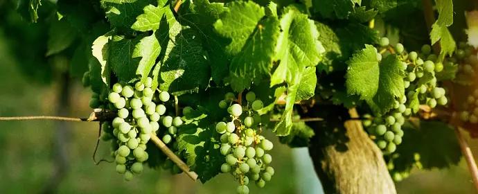 Välja vitt vin till biffen? Välja vitt vin till biffen?