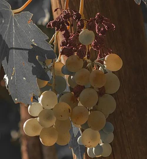 Fler druvor som upplever en revival Fler druvor som upplever en revival