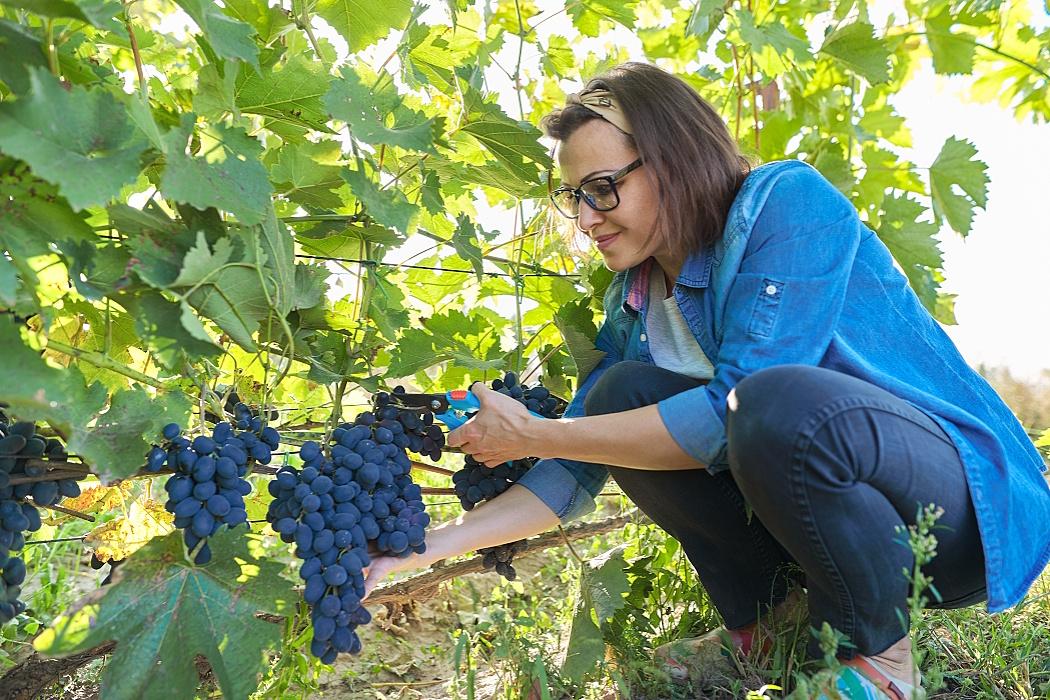 Fler druvor som upplever en revival Fler druvor som upplever en revival