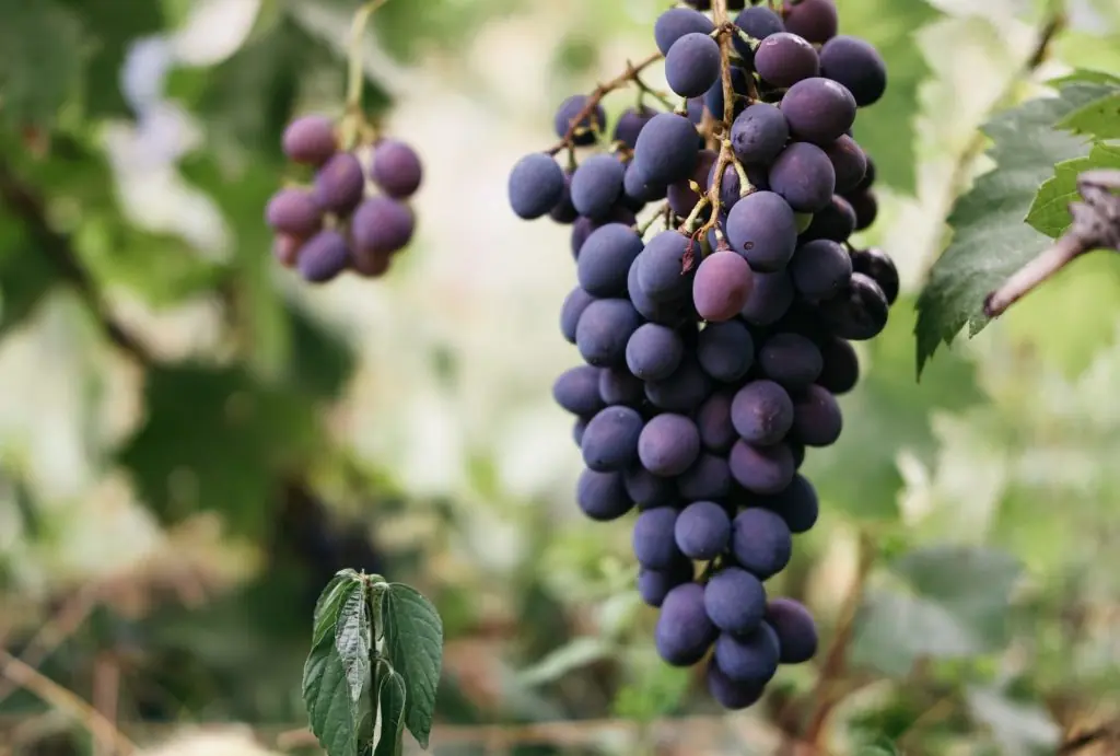 zinfandel-vin-italien