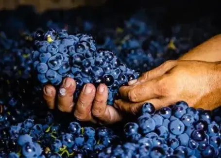 Conte Vistarino, högkvalitativa viner från Pinot Noir druvan