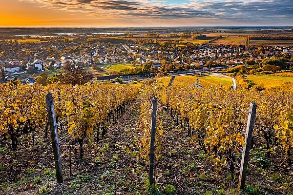 sott-vin-vingardar-med-utsikt