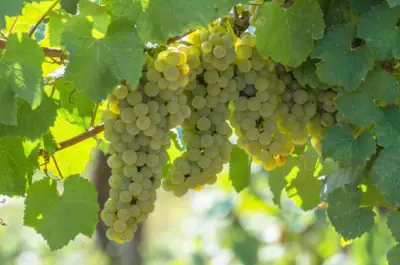 Chardonnay