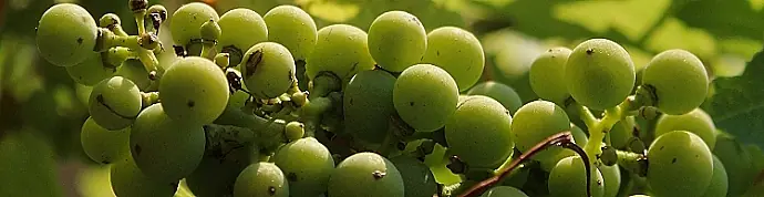 chardonney - druvor