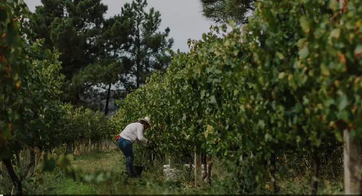 A & D Wines - Familjeägd gård som följer gamla traditioner