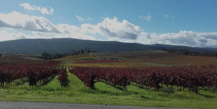 Quinta Do Zambujeiro - handgjorda viner skapade av handplockade druvor