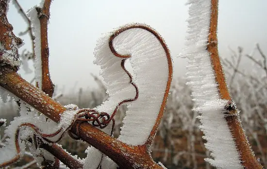 vingården - frost på stockar